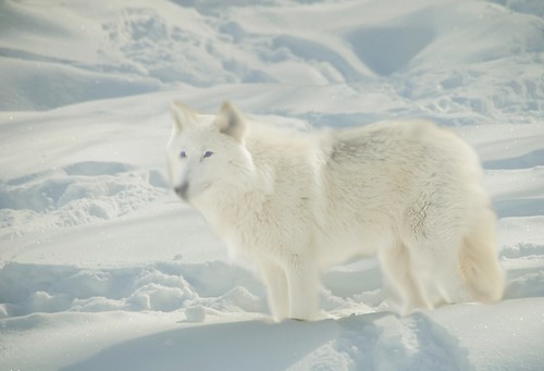 Dans la lisière, la rencontre de la louve glacée et du puma  Loup_d11