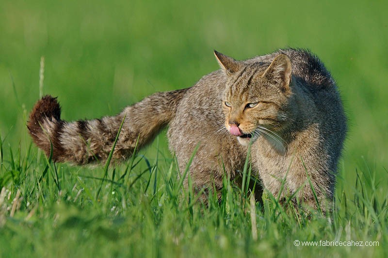 Le chat sauvage des Vosges.  Chat_s10