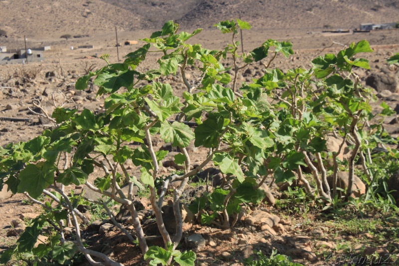 Jatropha dhofarica (Oman - Dhofar)   Img_0711