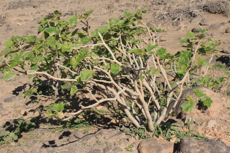 Jatropha dhofarica (Oman - Dhofar)   Img_0712