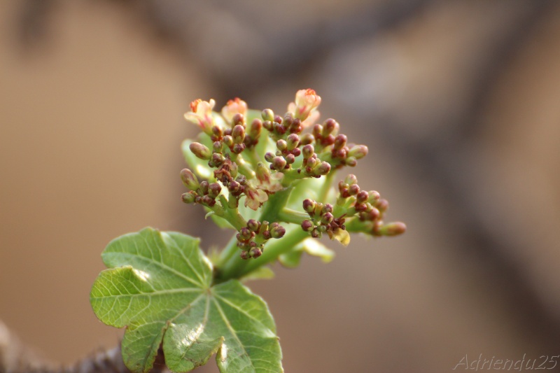 Jatropha dhofarica (Oman - Dhofar)   Img_0911