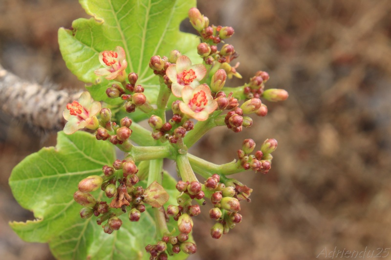Jatropha dhofarica (Oman - Dhofar)   Img_1010