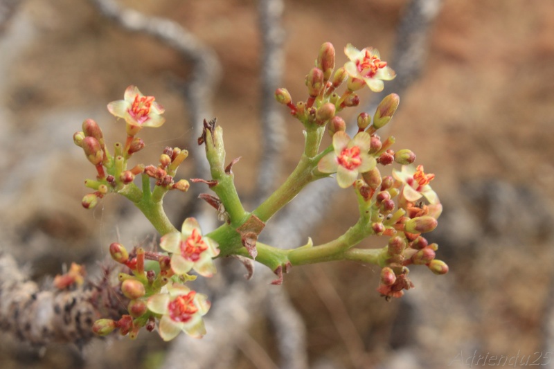 Jatropha dhofarica (Oman - Dhofar)   Img_1011