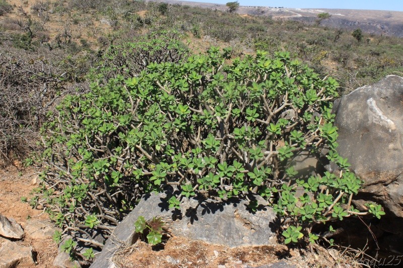 balsamifera - Euphorbia balsamifera adenensis (Oman - Dhofar)   Img_2510