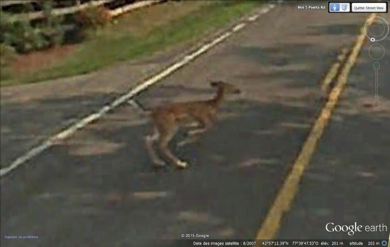 Endroits insolites en Street View Faon_r10