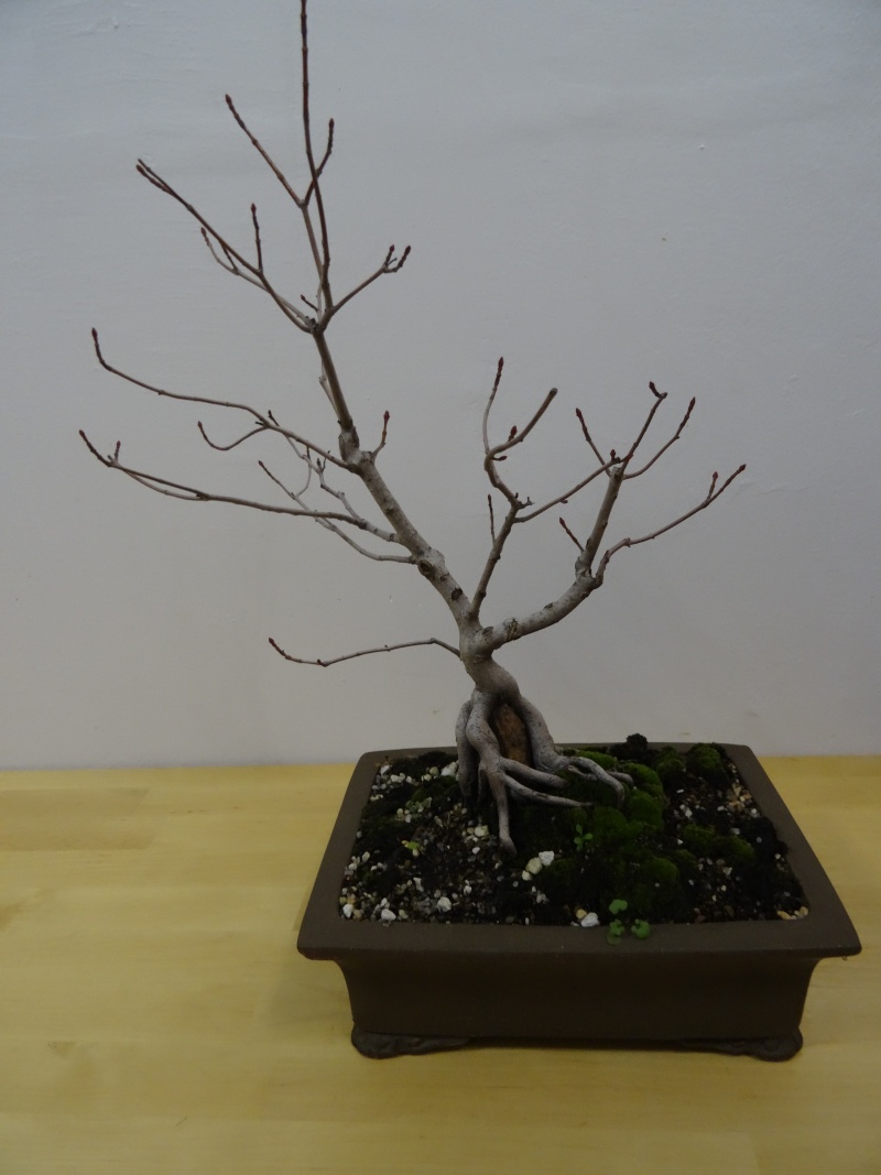 Styling Help!!! - Red Maple (Acer Rubrum) 211