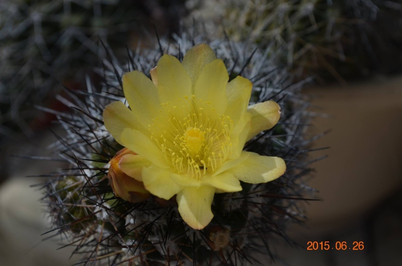 un peu de fleurs, bon weekend 12045510