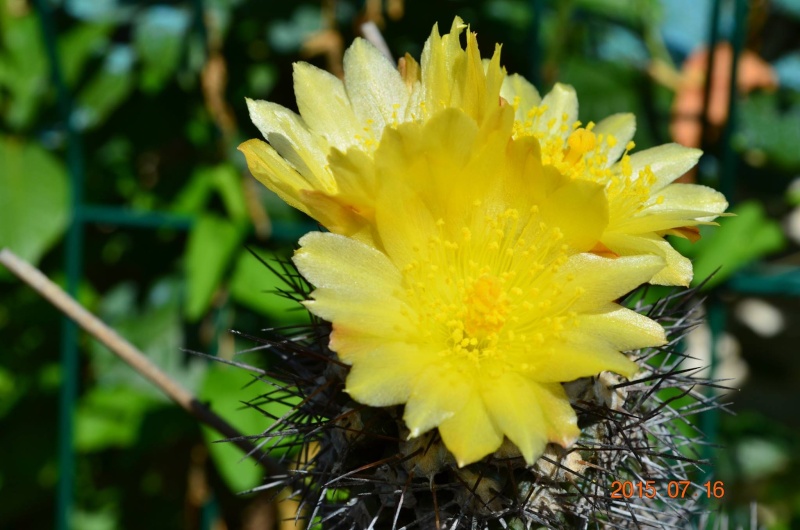 un peu de fleurs, bon weekend 12087110