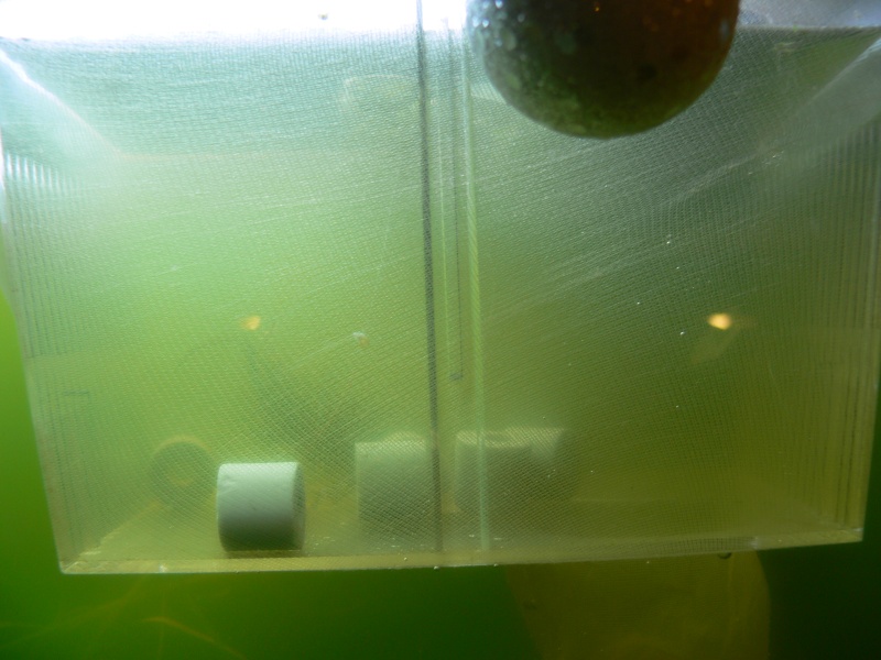 [Essai]~résolution d'eau verte avec des daphnies~ P1120323