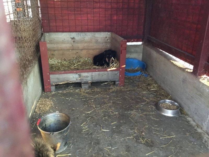 URGENCES CHIENS ET CHATS D ORASTIE - ROUMANIE 12419110