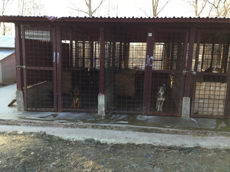 URGENCES CHIENS ET CHATS D ORASTIE - ROUMANIE 12486010