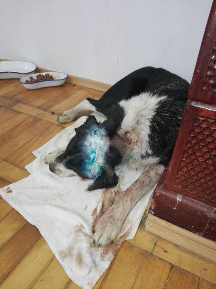 TORQUE, M-X, âgé, taille moyenne/grande, 30 kg (ORASTIE/RUE) Pris en charge Asso HATHI 12705610