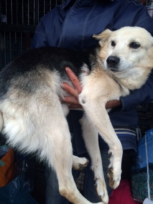 URGENCES CHIENS ET CHATS D ORASTIE - ROUMANIE Davy10