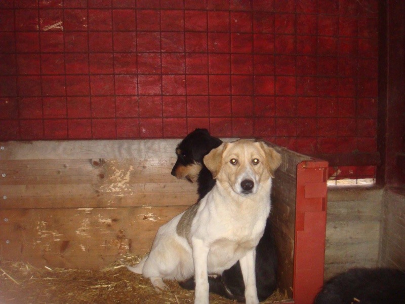 URGENCES CHIENS ET CHATS D ORASTIE - ROUMANIE Nicole11