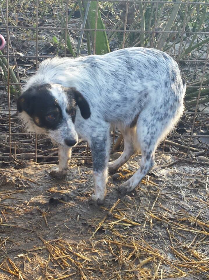 URGENCES CHIENS ET CHATS D ORASTIE - ROUMANIE Nuage311