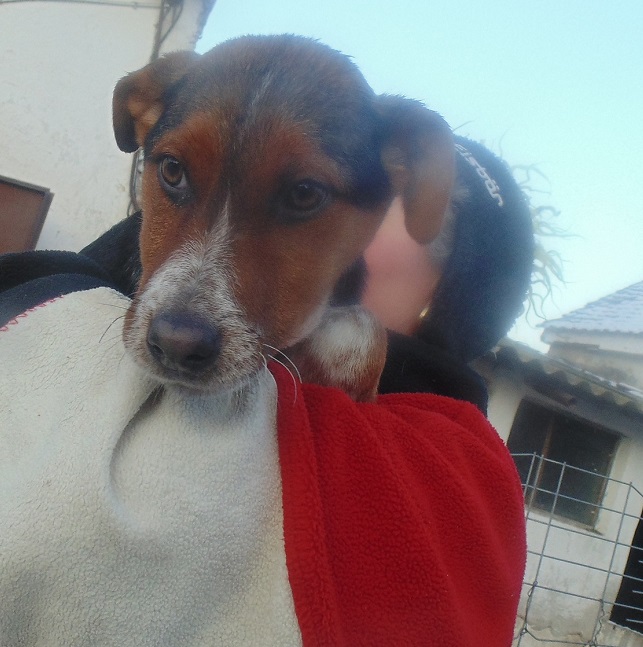 URGENCES CHIENS ET CHATS D ORASTIE - ROUMANIE Puky412