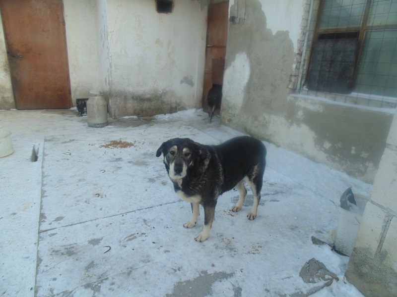 URGENCES CHIENS ET CHATS D ORASTIE - ROUMANIE Rosie_13