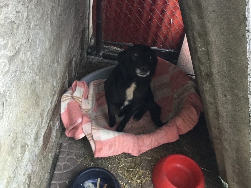 URGENCES CHIENS ET CHATS D ORASTIE - ROUMANIE Sidoni12