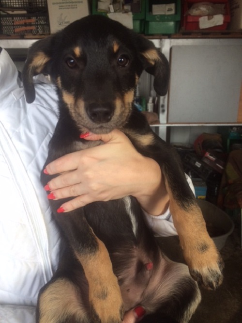 URGENCES CHIENS ET CHATS D ORASTIE - ROUMANIE Voyou411