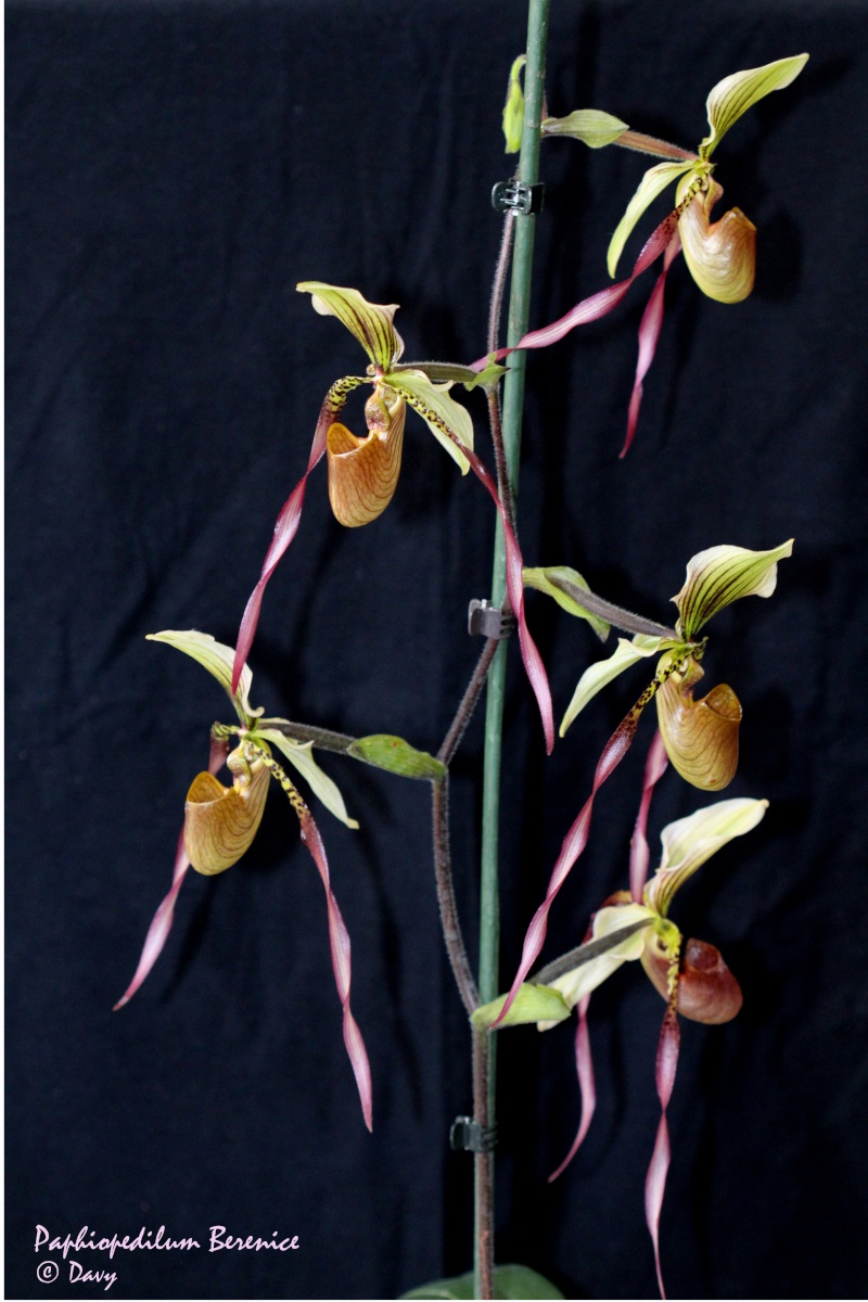 Paphiopedilum Berenice (lowii x philippinense) Img_1810