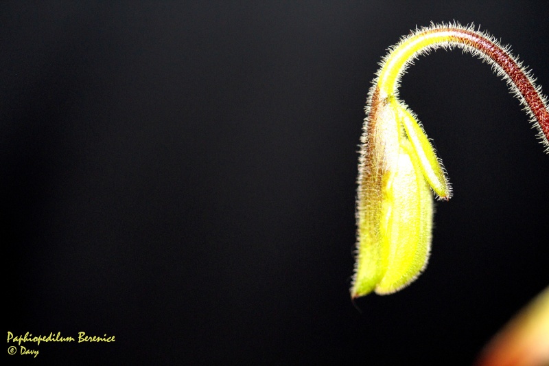 Paphiopedilum Berenice (lowii x philippinense) Img_1813