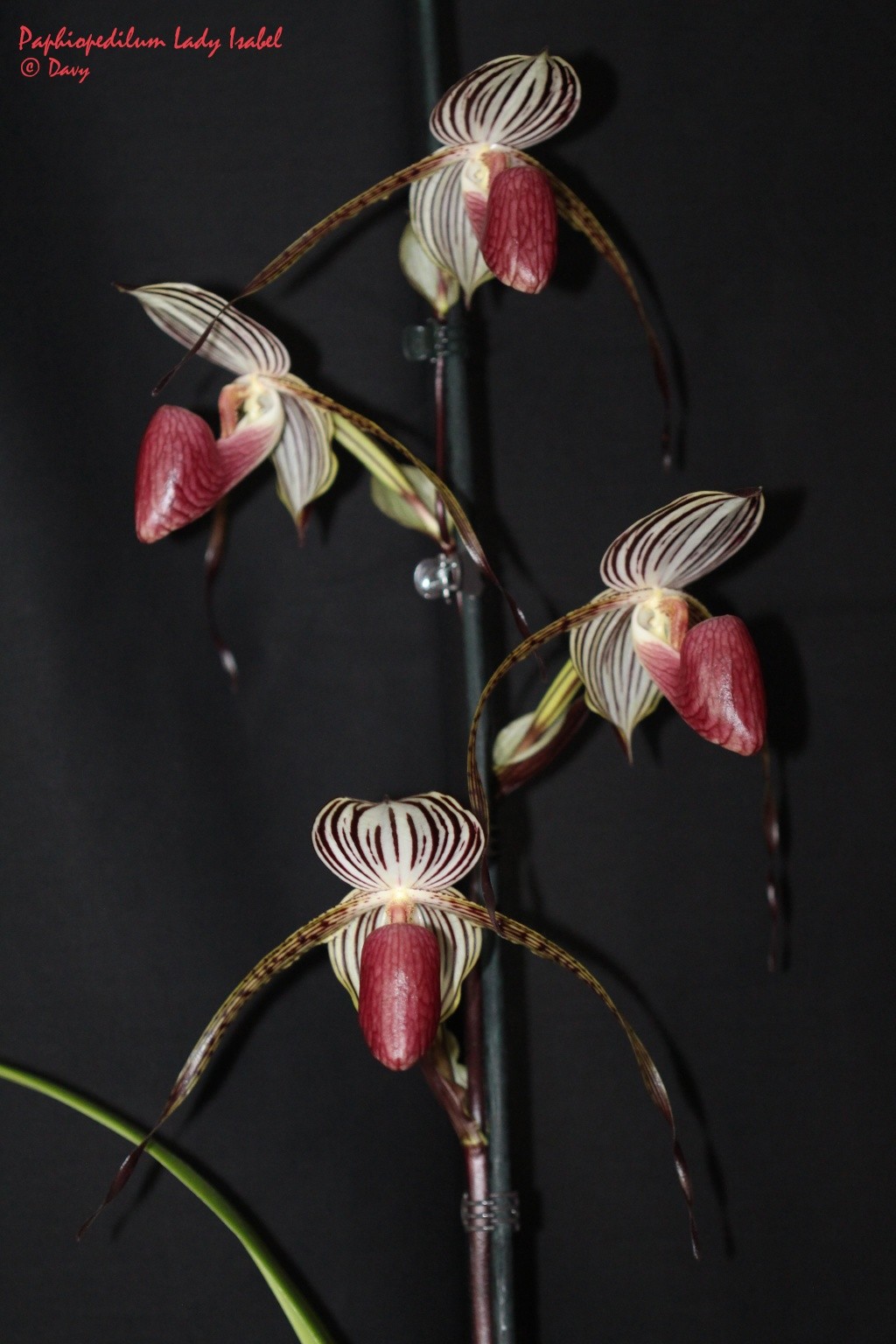 Paphiopedilum Lady Isabel (stonei x rothschildianum) Img_1922