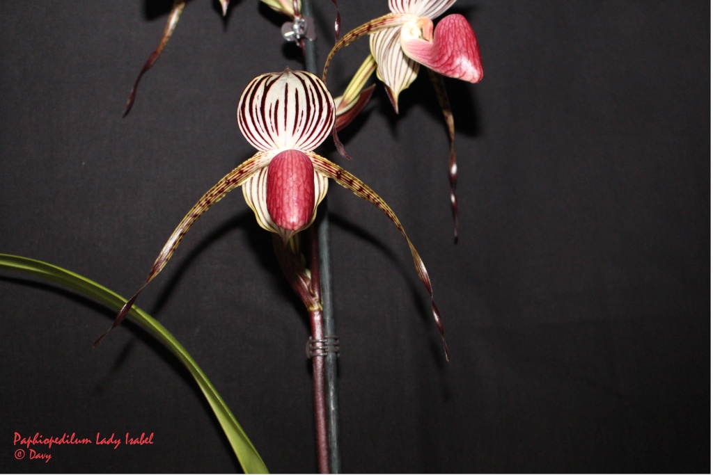 Paphiopedilum Lady Isabel (stonei x rothschildianum) Img_1925