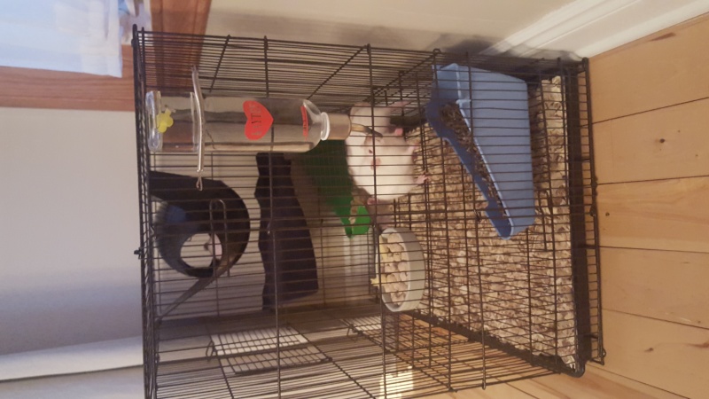 La cage Hanzy 20151221