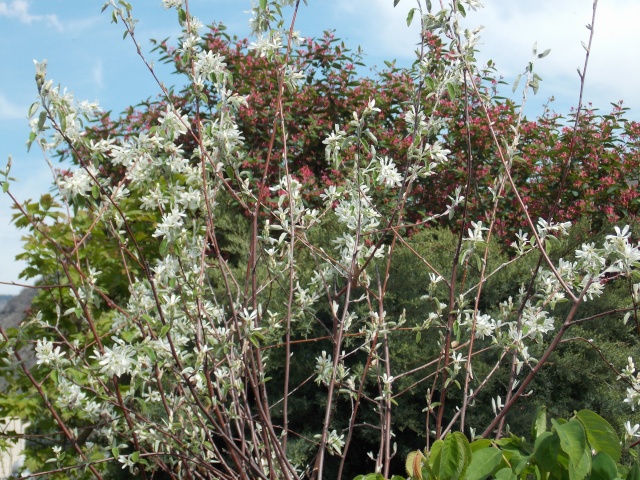 notre jardin sauvage Amelan10