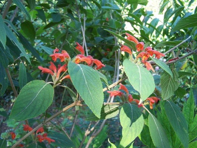 Colquhounia coccinea Colquh12