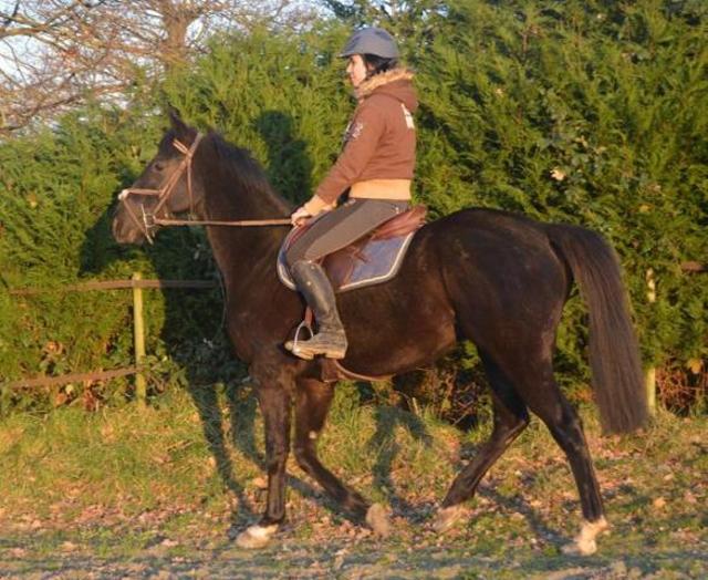 Evolution de vos chevaux avant/après 2015-031