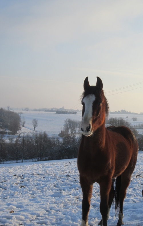 CONCOURS PHOTO n°2 : les chevaux dans le froid ! Neige10