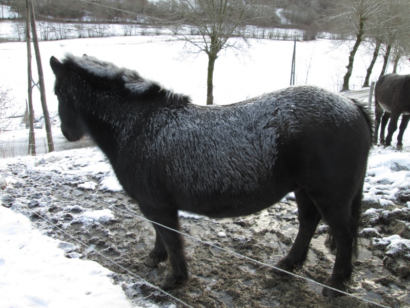 CONCOURS PHOTO n°2 : les chevaux dans le froid ! 18_kiw10