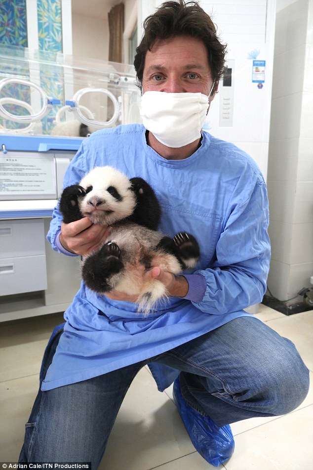 panda cuteness overload 2f95c214