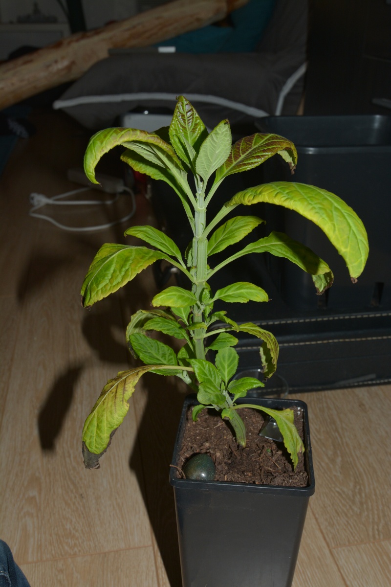 Calea, Salvias, Coleus, Noix de Malabar, Tabac, Marijuanilla D71_5322