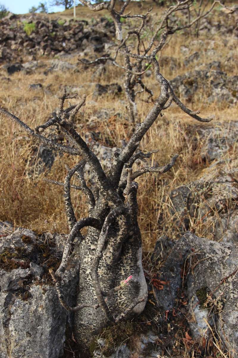 Adenium dhofarense (Oman - Dhofar)   Img_3513