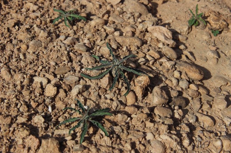 Euphorbia hadramautica (Oman - Dhofar) Img_3613