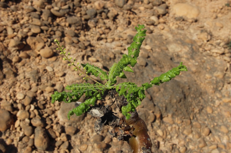 Boswellia sacra (Oman - Dhofar) Img_3617