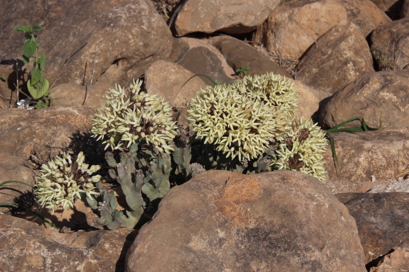 Caralluma flava (Oman - Dhofar)  Img_3619
