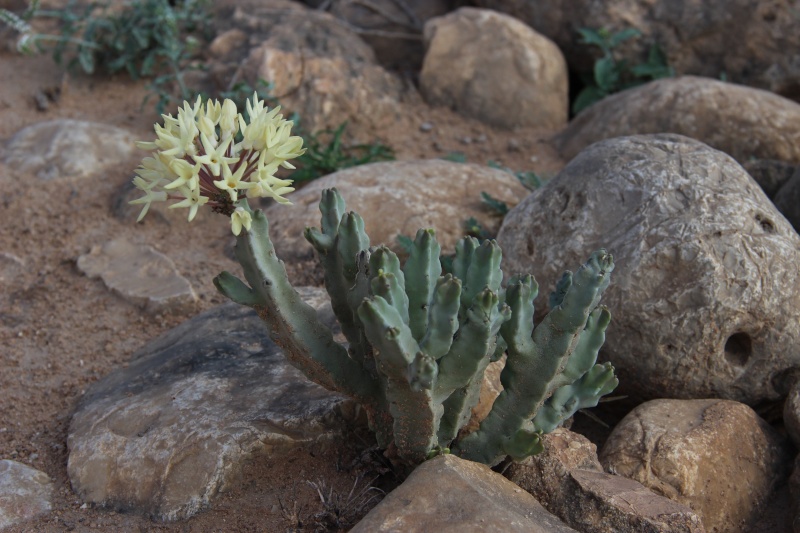 Caralluma flava (Oman - Dhofar)  Img_3622