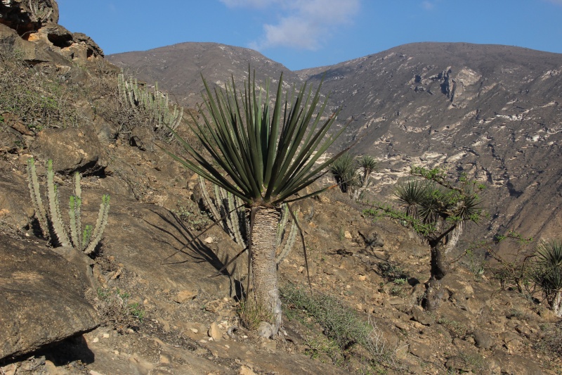 Dracaena serrulata (Oman - Dhofar) Img_3712