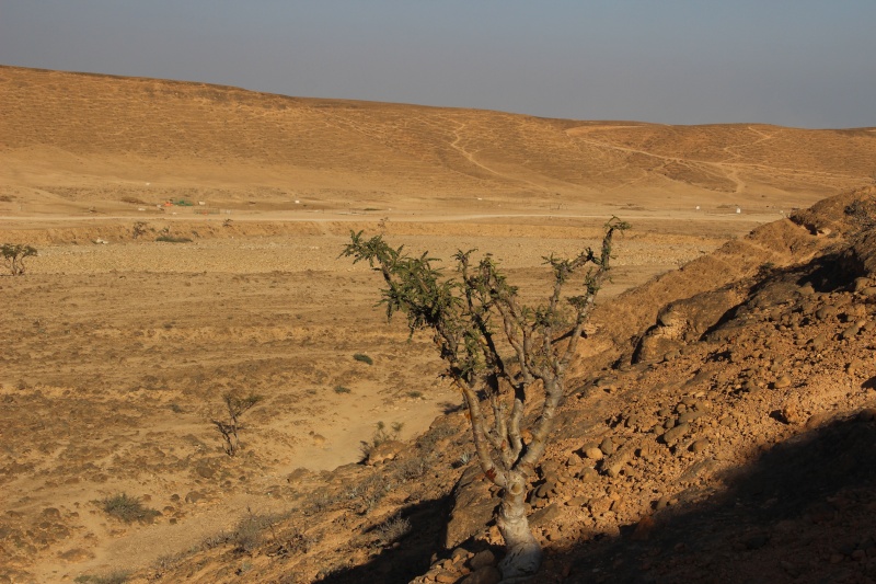 Boswellia sacra (Oman - Dhofar) Img_3717