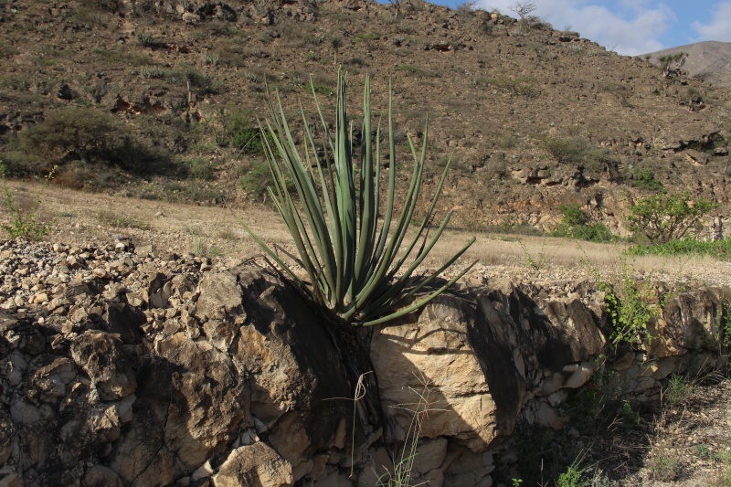 Dracaena serrulata (Oman - Dhofar) Img_3810