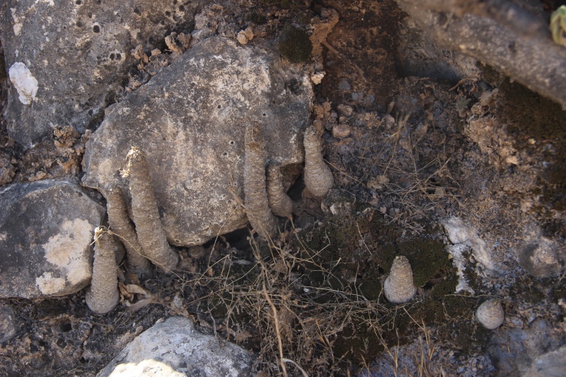 Dorstenia foetida (Oman - Dhofar) Img_3913