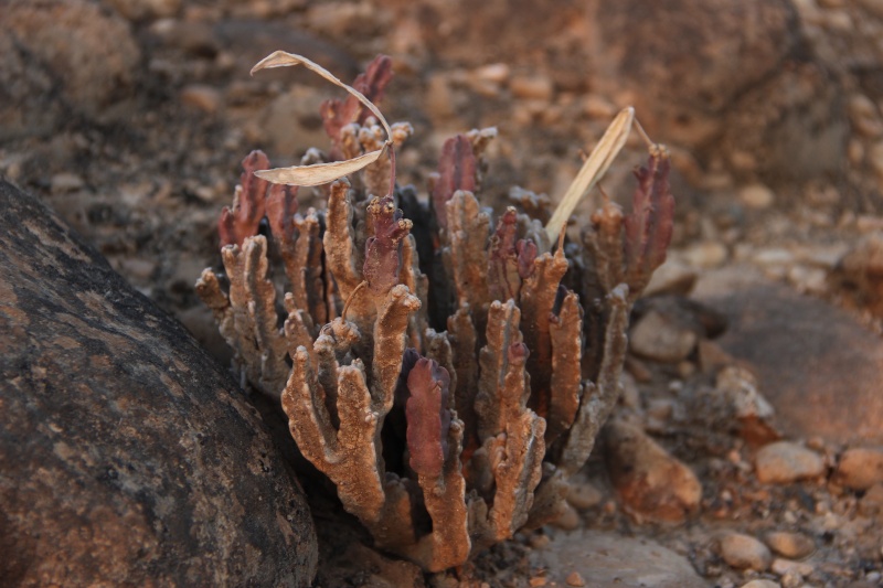 Caralluma flava (Oman - Dhofar)  Img_4013