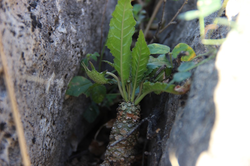 Dorstenia foetida (Oman - Dhofar) Img_4312