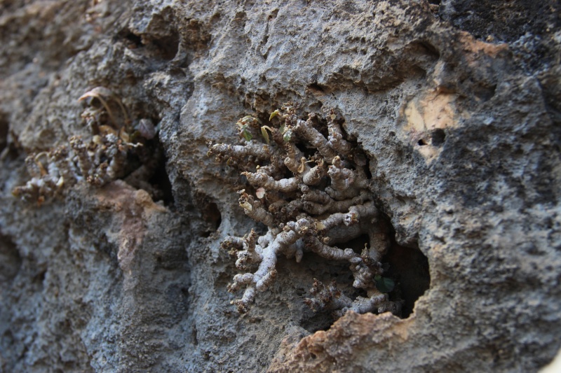 Dorstenia foetida (Oman - Dhofar) Img_5011