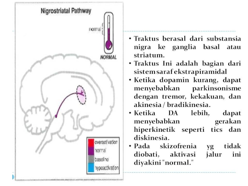 Dopamin Pathway Slide136