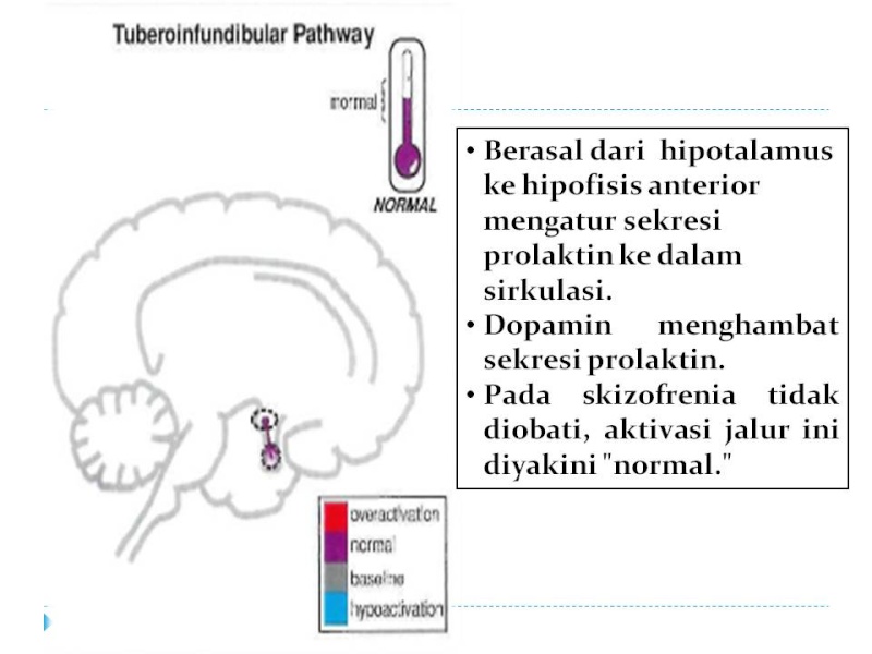 Dopamin Pathway Slide137
