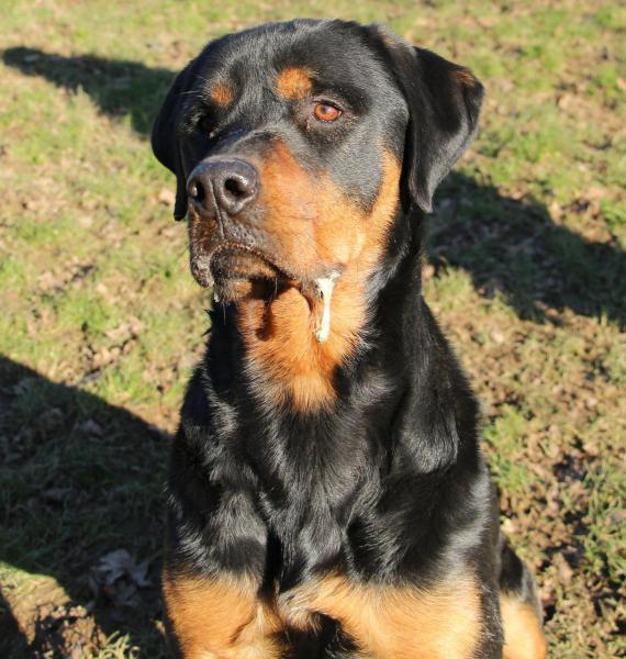 LLOYD mâle croisé beauceron né en février 2013 Lloyd410